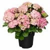 BAUHAUS Bauernhortensie Hydrangea Macrophylla, Topfgröße: 19 Cm, Rosa 2 BAUHAUS Bauernhortensie Hydrangea Macrophylla, Topfgröße: 19 Cm, Rosa -Gartenpflanzen Verkäufe 12 1343