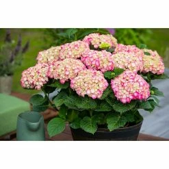 BAUHAUS Bauernhortensie Hydrangea Macrophylla, Topfgröße: 19 Cm, Rosa -Gartenpflanzen Verkäufe 12 1347