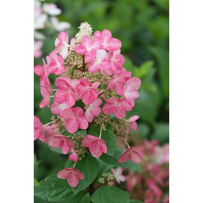 BAUHAUS Rispen-Hortensie Hydrangea Paniculata 'Magical Fire'®, Weiß 3 BAUHAUS Rispen-Hortensie Hydrangea Paniculata 'Magical Fire'®, Weiß