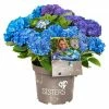 BAUHAUS Bauernhortensie Hydrangea Macrophylla 'Three Sisters'® Blau, Topfvolumen: 6 L, Dreifarbig Blau 1 BAUHAUS Bauernhortensie Hydrangea Macrophylla 'Three Sisters'® Blau, Topfvolumen: 6 L, Dreifarbig Blau -Gartenpflanzen Verkäufe 12 1349