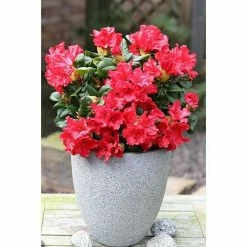 BAUHAUS Zwergrhododendron Rhododendron Repens 'Scarlet Wonder', Topfvolumen: 2,3 L, Rot
