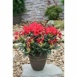 BAUHAUS Großblumiger Rhododendron Rhododendron 'Vulcan' EASYDENDRON®, Topfvolumen: 5 L, Rot