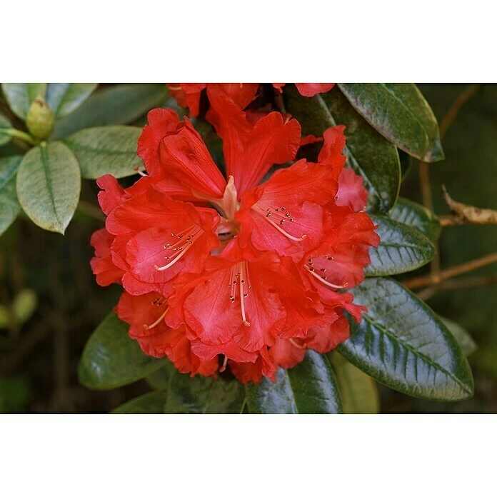 BAUHAUS Großblumiger Rhododendron Rhododendron 'Vulcan' EASYDENDRON®, Topfvolumen: 5 L, Rot 4 BAUHAUS Großblumiger Rhododendron Rhododendron 'Vulcan' EASYDENDRON®, Topfvolumen: 5 L, Rot – Bild 2