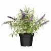 BAUHAUS Piardino Sommerflieder Buddleja Davidii 'Buzz Trio', Topfgröße: 23 Cm 2 BAUHAUS Piardino Sommerflieder Buddleja Davidii 'Buzz Trio', Topfgröße: 23 Cm -Gartenpflanzen Verkäufe 12 1353