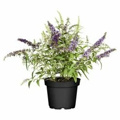 BAUHAUS Piardino Sommerflieder Buddleja Davidii 'Buzz Trio', Topfgröße: 23 Cm