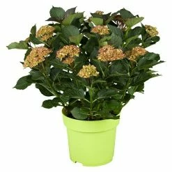 BAUHAUS Piardino Bauernhortensie Hydrangea Macrophylla, Topfgröße: 5 L