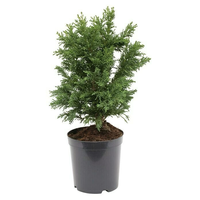 BAUHAUS Hinoki-Scheinzypresse Chamaecyparis Obtusa 'Drath', Aktuelle Wuchshöhe: 40 Cm - 60 Cm 3 BAUHAUS Hinoki-Scheinzypresse Chamaecyparis Obtusa 'Drath', Aktuelle Wuchshöhe: 40 Cm - 60 Cm