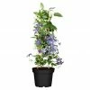 BAUHAUS Piardino Waldrebe Clematis 'Boulevard Blau', Topfgröße: 15 Cm, Blau 1 BAUHAUS Piardino Waldrebe Clematis 'Boulevard Blau', Topfgröße: 15 Cm, Blau -Gartenpflanzen Verkäufe 12 1358