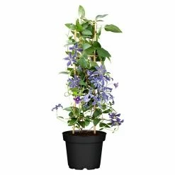 BAUHAUS Piardino Waldrebe Clematis 'Boulevard Blau', Topfgröße: 15 Cm, Blau
