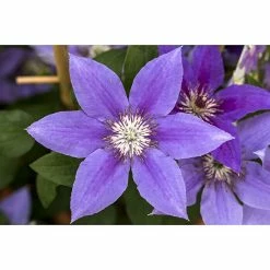 BAUHAUS Piardino Waldrebe Clematis 'Boulevard Blau', Topfgröße: 15 Cm, Blau -Gartenpflanzen Verkäufe 12 1360