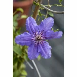 BAUHAUS Piardino Waldrebe Clematis 'Boulevard Blau', Topfgröße: 15 Cm, Blau -Gartenpflanzen Verkäufe 12 1361