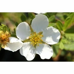 BAUHAUS Fingerstrauch Potentilla Fruticosa 'Bella Bianca'®, Weiß