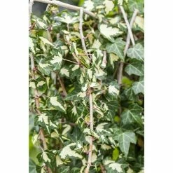 Gartenpflanzen Verkäufe -Gartenpflanzen Verkäufe 12 1364