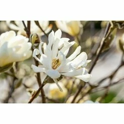 Gartenpflanzen Verkäufe -Gartenpflanzen Verkäufe 12 1366