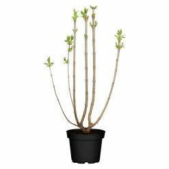 BAUHAUS Piardino Flieder Syringa Vulgaris