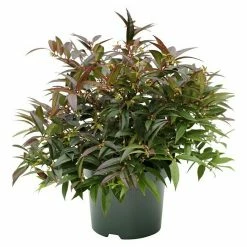 BAUHAUS Traubenheide Leucothoe Keiskei 'Royal Ruby', Topfvolumen: 2,3 L