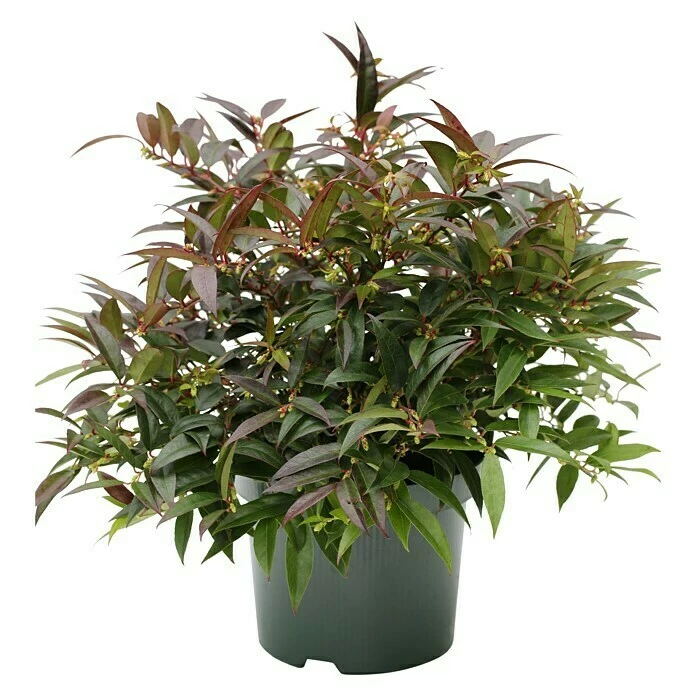 BAUHAUS Traubenheide Leucothoe Keiskei 'Royal Ruby', Topfvolumen: 2,3 L 3 BAUHAUS Traubenheide Leucothoe Keiskei 'Royal Ruby', Topfvolumen: 2,3 L