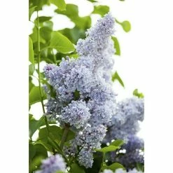 Gartenpflanzen Verkäufe -Gartenpflanzen Verkäufe 12 1370