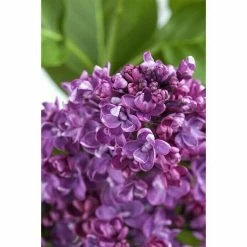 BAUHAUS Piardino Flieder Syringa Vulgaris -Gartenpflanzen Verkäufe 12 1372