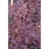 BAUHAUS Perückenstrauch Cotinus Coggygria 'Royal Purple', 80 Cm - 100 Cm, Topfvolumen: 10 L -Gartenpflanzen Verkäufe 12 1374