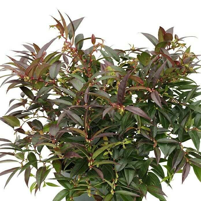 BAUHAUS Traubenheide Leucothoe Keiskei 'Royal Ruby', Topfvolumen: 2,3 L 4 BAUHAUS Traubenheide Leucothoe Keiskei 'Royal Ruby', Topfvolumen: 2,3 L – Bild 2