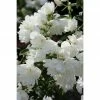 BAUHAUS Pfeifenstrauch Philadelphus Fl'Aroma® 'White Belle', 5 L, Weiß 1 BAUHAUS Pfeifenstrauch Philadelphus Fl'Aroma® 'White Belle', 5 L, Weiß -Gartenpflanzen Verkäufe 12 14