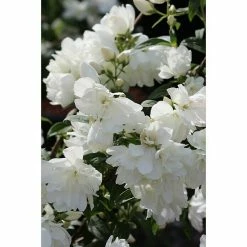 BAUHAUS Pfeifenstrauch Philadelphus Fl'Aroma® 'White Belle', 5 L, Weiß