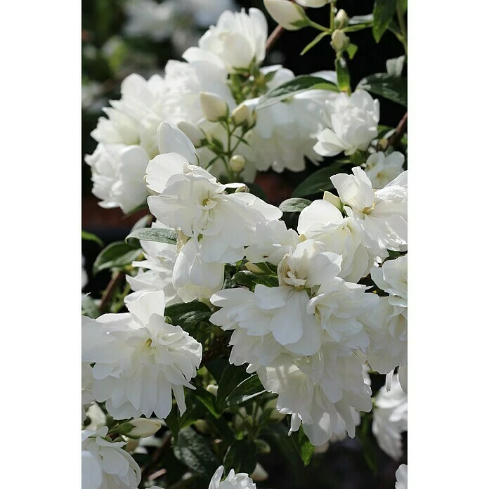 BAUHAUS Pfeifenstrauch Philadelphus Fl'Aroma® 'White Belle', 5 L, Weiß 3 BAUHAUS Pfeifenstrauch Philadelphus Fl'Aroma® 'White Belle', 5 L, Weiß