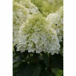 BAUHAUS Rispen-Hortensie Hydrangea Paniculata 'Bobo'®, Weiß, 6 L 5 BAUHAUS Rispen-Hortensie Hydrangea Paniculata 'Bobo'®, Weiß, 6 L -Gartenpflanzen Verkäufe 12 140