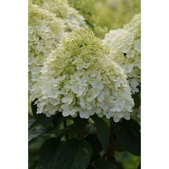 BAUHAUS Rispen-Hortensie Hydrangea Paniculata 'Bobo'®, Weiß, 6 L 4 BAUHAUS Rispen-Hortensie Hydrangea Paniculata 'Bobo'®, Weiß, 6 L – Bild 2