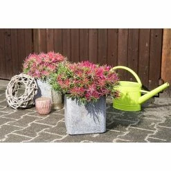 BAUHAUS Großblumiger Rhododendron Rhododendron Obtusum 'Star Style', Topfvolumen: 3 L, Pink