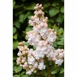 BAUHAUS Flieder Syringa Vulgaris 'Beauty Of Moscow'