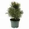 BAUHAUS Berg-Kiefer Pinus Mugo 'Gnom', Topfvolumen: 2,3 L, Aktuelle Wuchshöhe: 10 Cm -Gartenpflanzen Verkäufe 12 143