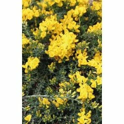 BAUHAUS Ginster Genista Pilosa 'Vancouver Gold', Topfvolumen: 2 L, Goldgelb