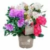 BAUHAUS Großblumiger Rhododendron Rhododendron 'Three Sisters'®, Topfvolumen: 6 L, Dreifarbig -Gartenpflanzen Verkäufe 12 145