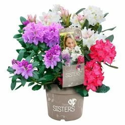 BAUHAUS Großblumiger Rhododendron Rhododendron 'Three Sisters'®, Topfvolumen: 6 L, Dreifarbig