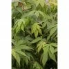 BAUHAUS Fächerahorn Acer Palmatum 'Osakazuki' -Gartenpflanzen Verkäufe 12 147