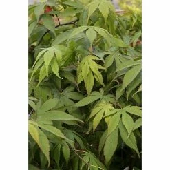 BAUHAUS Fächerahorn Acer Palmatum 'Osakazuki'