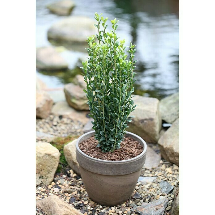 BAUHAUS Bergilex Ilex Crenata 'Fastigiata', Aktuelle Wuchshöhe: 15 Cm - 20 Cm 3 BAUHAUS Bergilex Ilex Crenata 'Fastigiata', Aktuelle Wuchshöhe: 15 Cm - 20 Cm