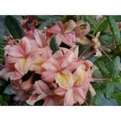 BAUHAUS Rhododendron Rhododendron Viscosum Framingham, Topfvolumen: 4,6 L, Rosa