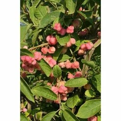 BAUHAUS Spindelstrauch Euonymus Phellomanus, Topfvolumen: 16,5 L, Grün