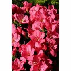 BAUHAUS Japanische Azalee Rhododendron Obtusum 'Anouk', Topfvolumen: 2,3 L, Rosa 5 BAUHAUS Japanische Azalee Rhododendron Obtusum 'Anouk', Topfvolumen: 2,3 L, Rosa -Gartenpflanzen Verkäufe 12 153