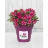 BAUHAUS Japanische Azalee Rhododendron Obtusum 'BloomChampion® Purple', Lila, Topfvolumen: 3 L -Gartenpflanzen Verkäufe 12 155