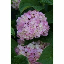 BAUHAUS Bauernhortensie Hydrangea Macrophylla 'Endless Summer'® Rot, Topfvolumen: 5 L, Rot