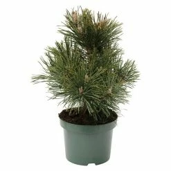 BAUHAUS Berg-Kiefer Pinus Mugo 'Gnom', Topfvolumen: 4,6 L, Aktuelle Wuchshöhe: 20 Cm - 30 Cm