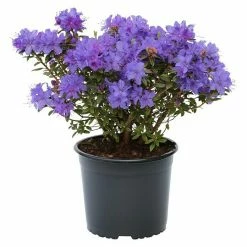 BAUHAUS Zwergrhododendron Rhododendron Impeditum 'Saint Merryn', Topfvolumen: 4,6 L, Violett