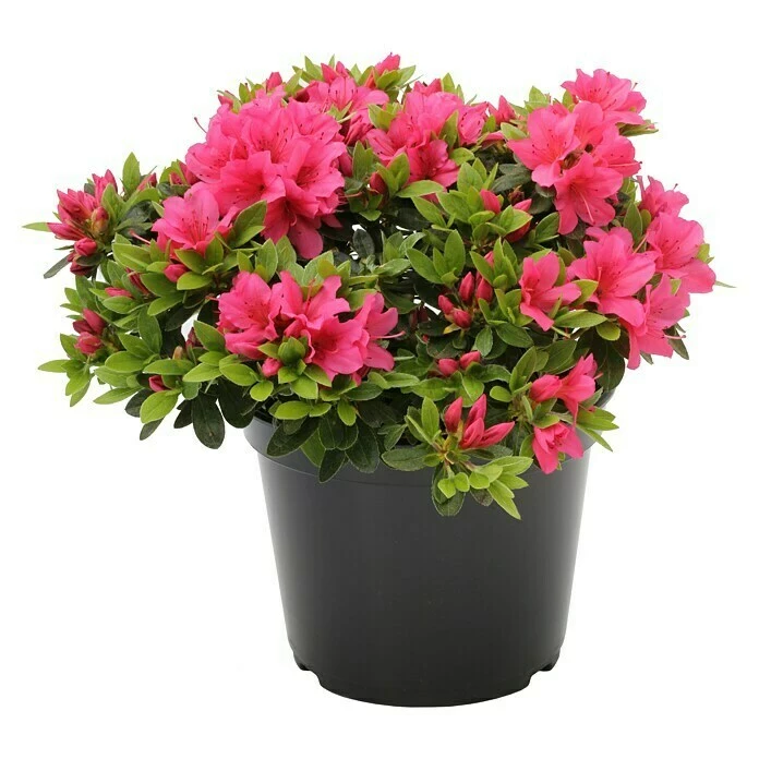 BAUHAUS Japanische Azalee Rhododendron Obtusum 'Michiko', Topfvolumen: 2 L, Rosa 3 BAUHAUS Japanische Azalee Rhododendron Obtusum 'Michiko', Topfvolumen: 2 L, Rosa