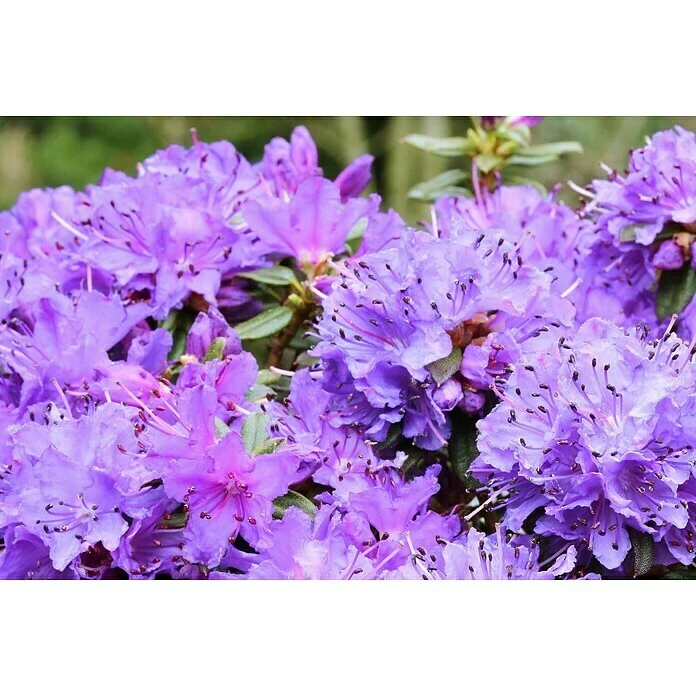 BAUHAUS Zwergrhododendron Rhododendron Impeditum 'Saint Merryn', Topfvolumen: 4,6 L, Violett 4 BAUHAUS Zwergrhododendron Rhododendron Impeditum 'Saint Merryn', Topfvolumen: 4,6 L, Violett – Bild 2