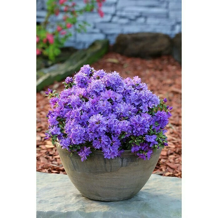 BAUHAUS Zwergrhododendron Rhododendron Impeditum 'Saint Merryn', Topfvolumen: 4,6 L, Violett 5 BAUHAUS Zwergrhododendron Rhododendron Impeditum 'Saint Merryn', Topfvolumen: 4,6 L, Violett – Bild 3