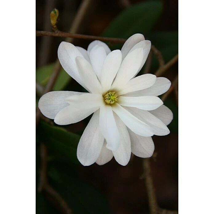 BAUHAUS Magnolie Magnolia Soulangiana 'Fairy White'®, Aktuelle Wuchshöhe: 60 Cm - 80 Cm 3 BAUHAUS Magnolie Magnolia Soulangiana 'Fairy White'®, Aktuelle Wuchshöhe: 60 Cm - 80 Cm